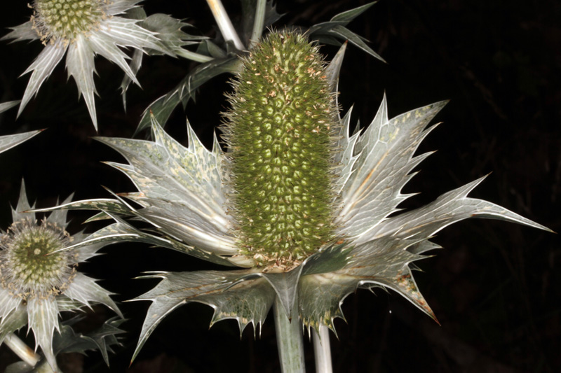 Eryngium giganteum (Panicaut géant) red 2.jpg