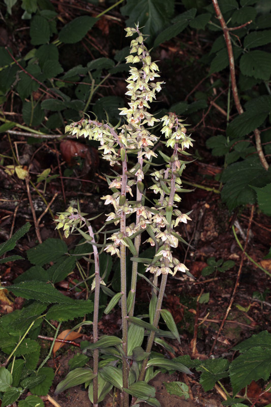 Epipactis purpurata red 1.jpg