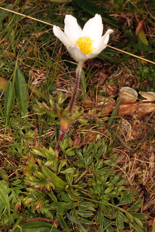 Anemone alpina red.jpg