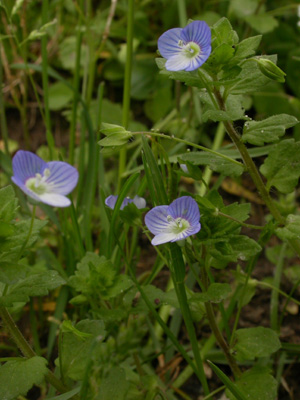 Veronica persica f.fl.1.jpg