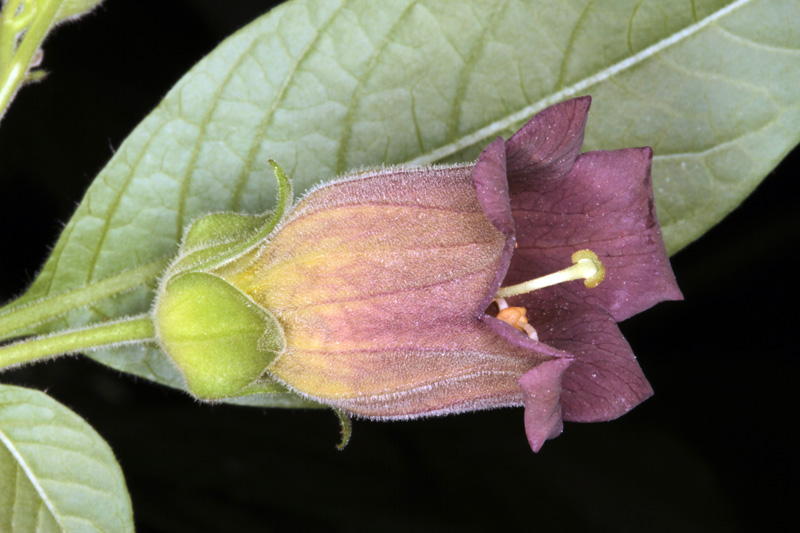 Atropa belladona red.jpg