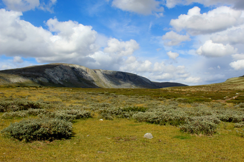 Dovrefjell 01.JPG