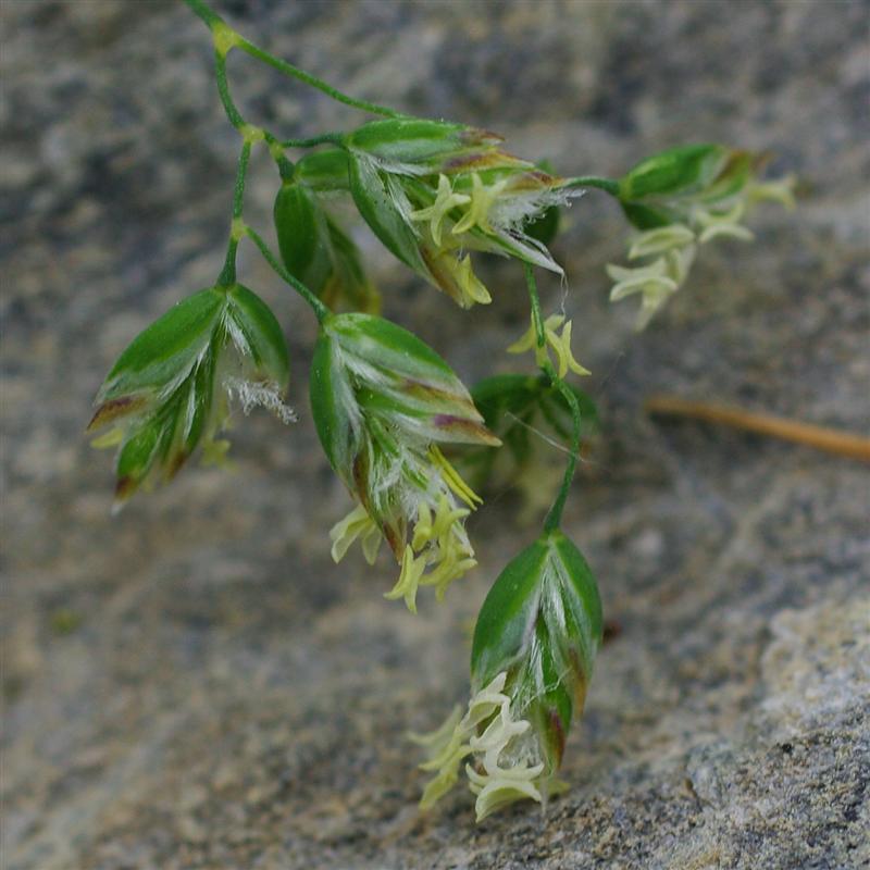 Inflorescence et épillets