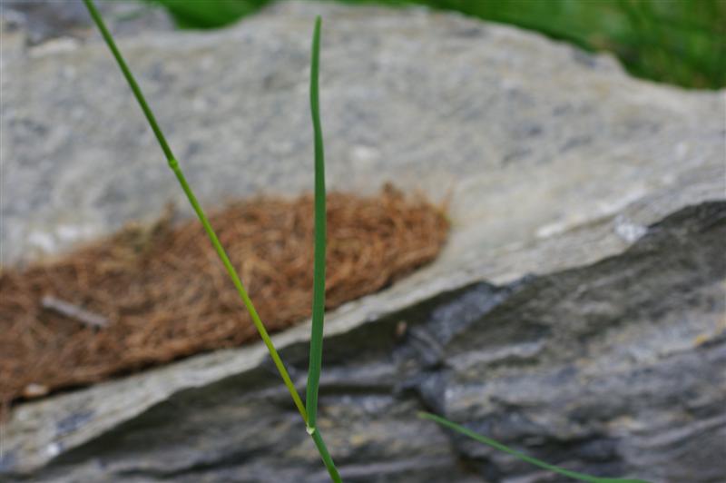 Ligule