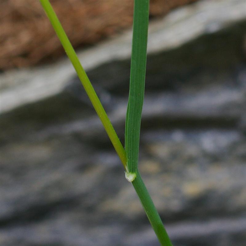 Ligule (vue rapprochée)