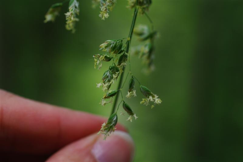 Inflorescence et épillets