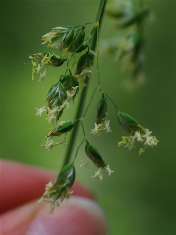 Inflorescence et épillets