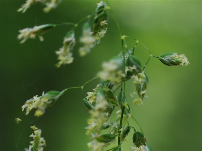 Inflorescence et épillets