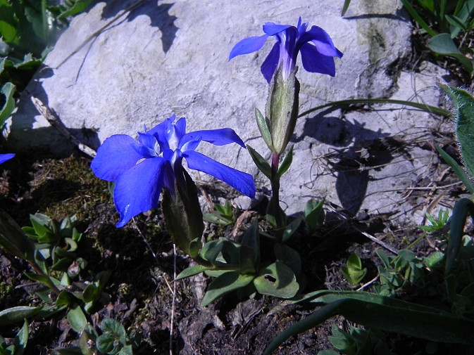 Gentiana orbicularis