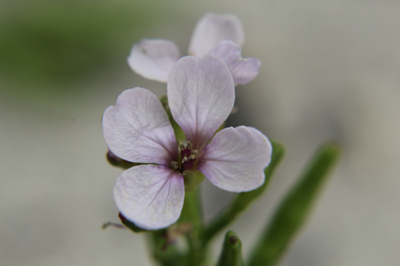 supposé Cardamine de mer 02.JPG