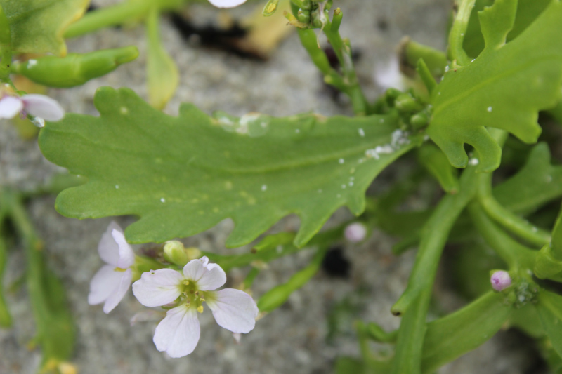 supposé Cardamine de mer 03.JPG