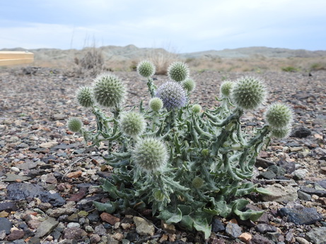 Echinops nana 180513 Altyn Emel 127_redimensionner.JPG