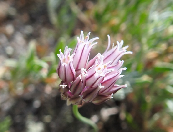 Allium korolkowii 180519 Charyn 366 cadré_redimensionner_redimensionner.JPG