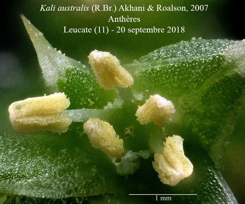 Kali australis-3e-LeucatePlage-20 09 2018-LG.jpg