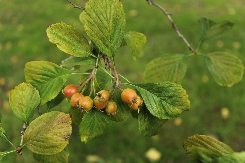 Crataegus punctata Jacq_2097_reduit.JPG