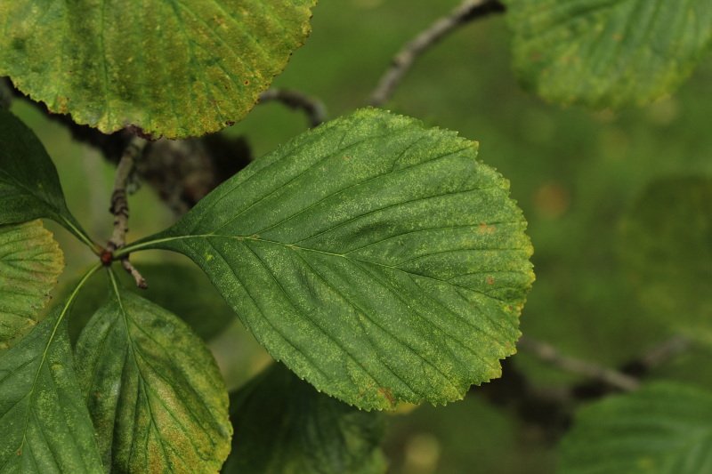 Crataegus punctata Jacq_2098_reduit.JPG