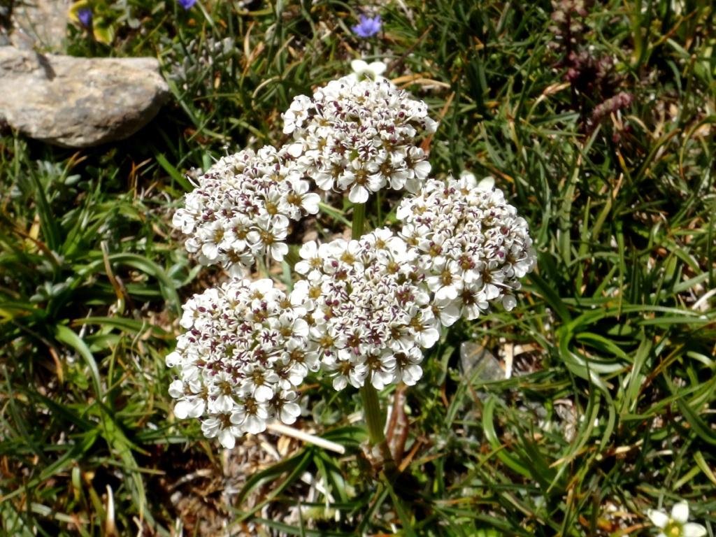 1-04-Pleurospermum lindleyanum.JPG