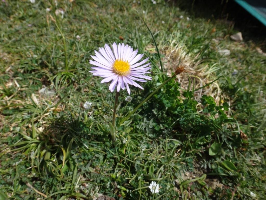 1-07-Aster flaccidus.JPG