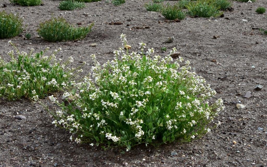 2-11-Christolea crassifolia.JPG