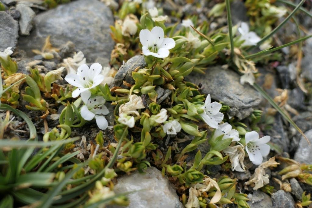 3-04-Arenaria rivularis.JPG