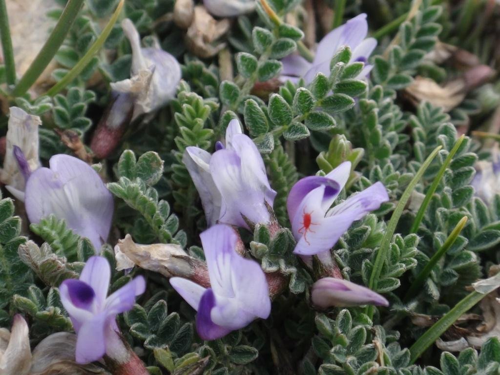 3-08-Astragalus confertus.JPG