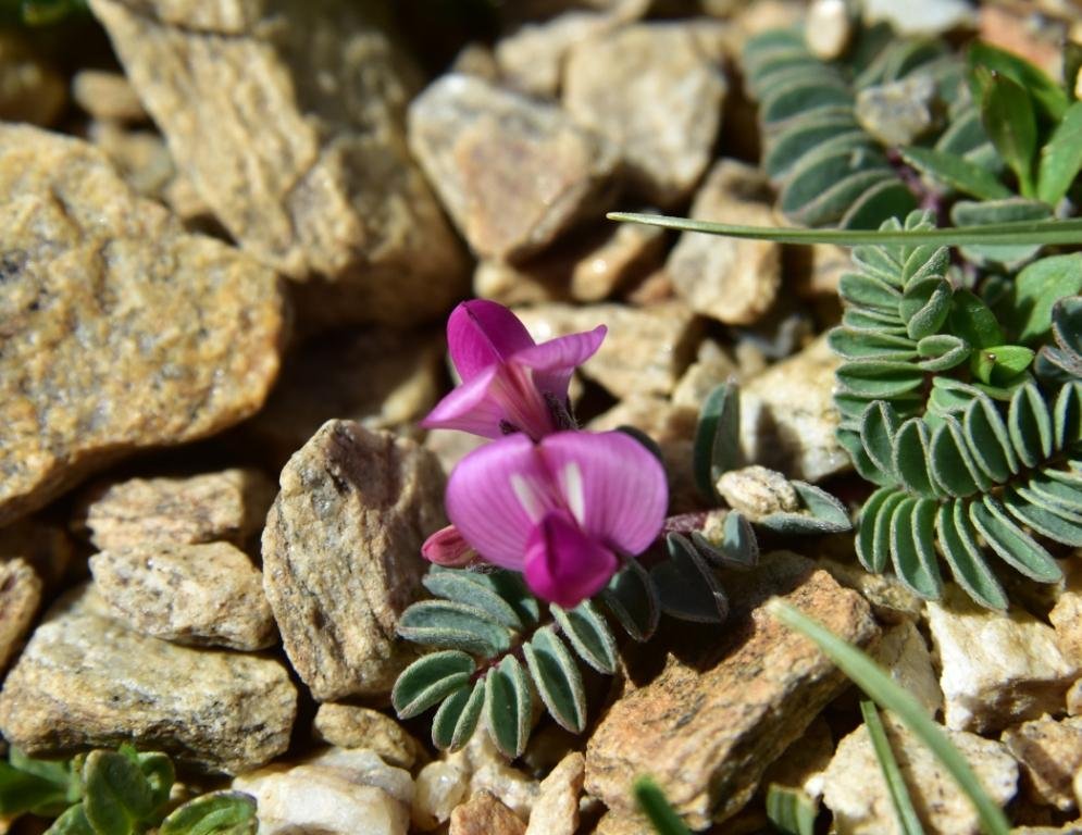 3-09-Astragalus hendersonii.JPG