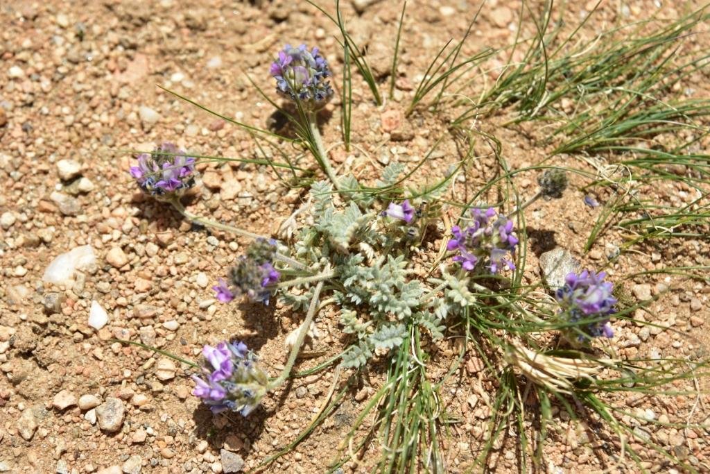 3-11-Oxytropis tatarica.JPG