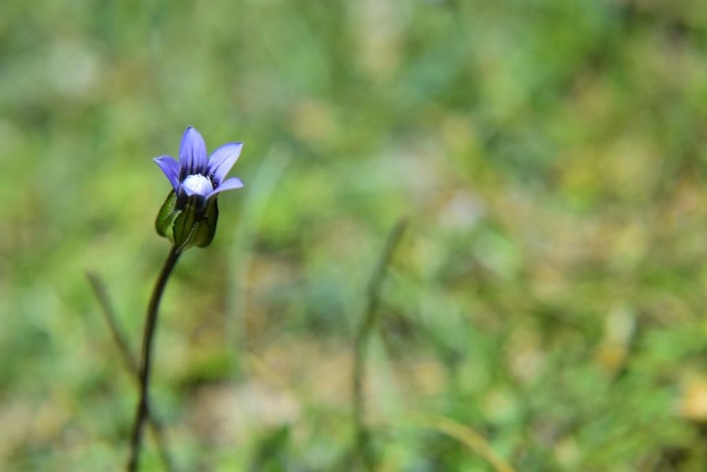 4-05-Comastoma pedunculatum.JPG