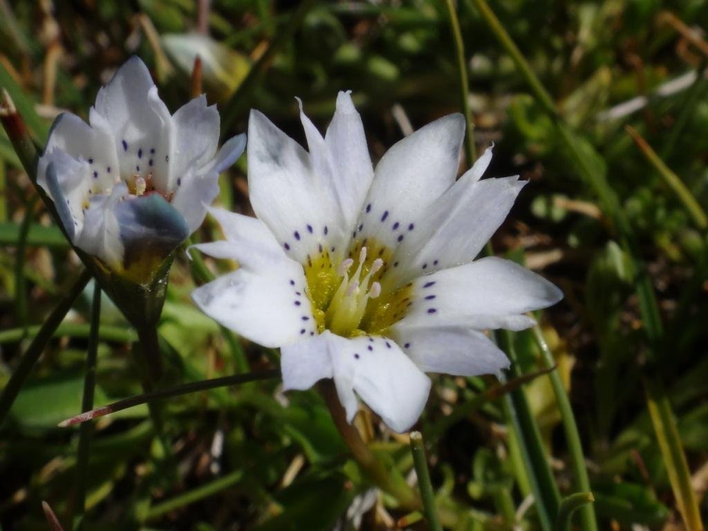 4-07-Gentiana leucomelaena.JPG