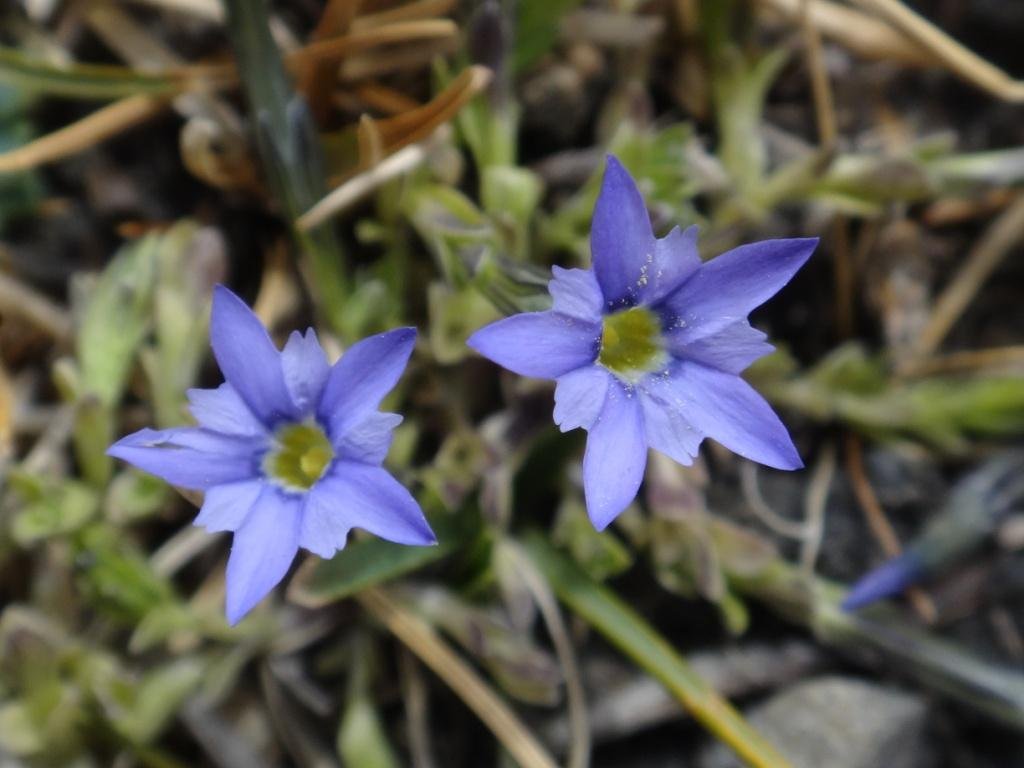 4-08-Gentiana prostata.JPG