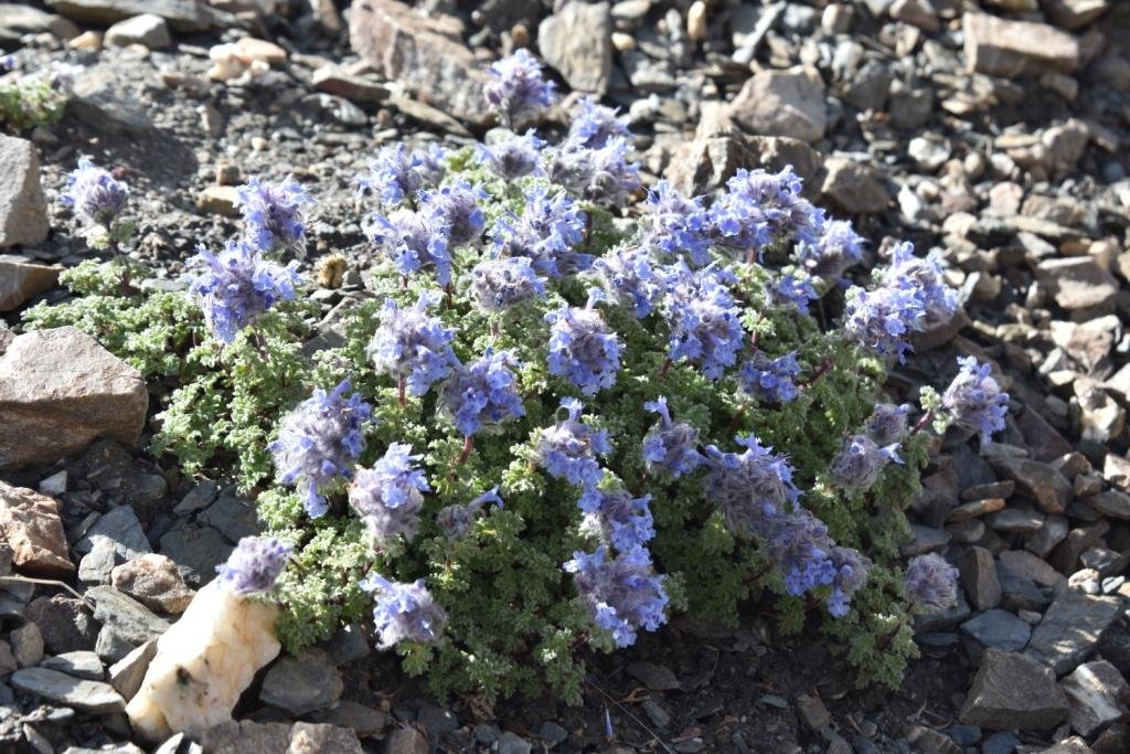 5-04-Nepeta longibracteata.JPG