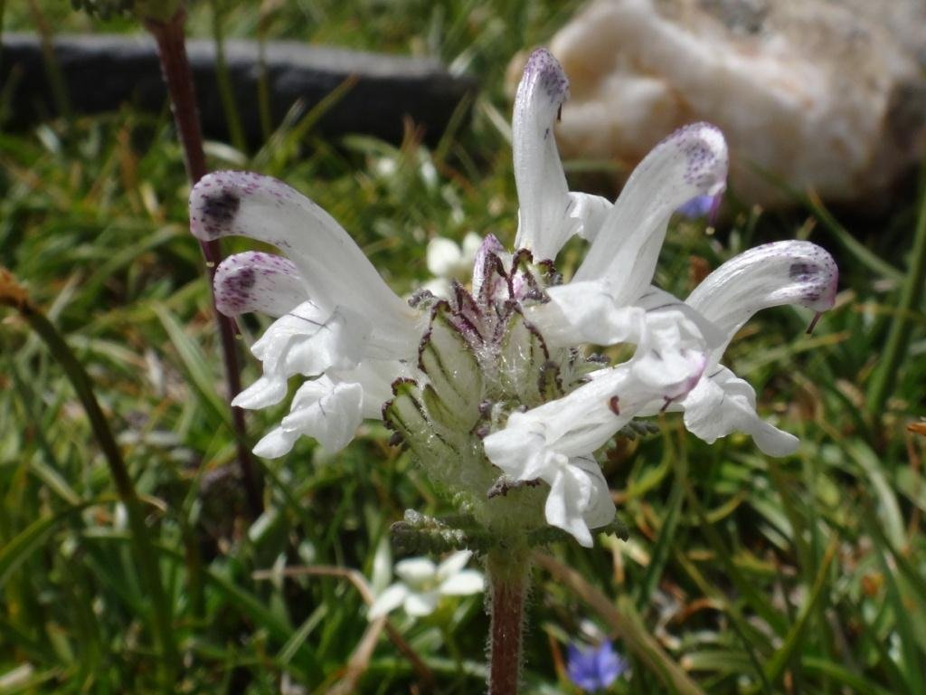 5-05-Pedicularis cheilanthifolia.JPG