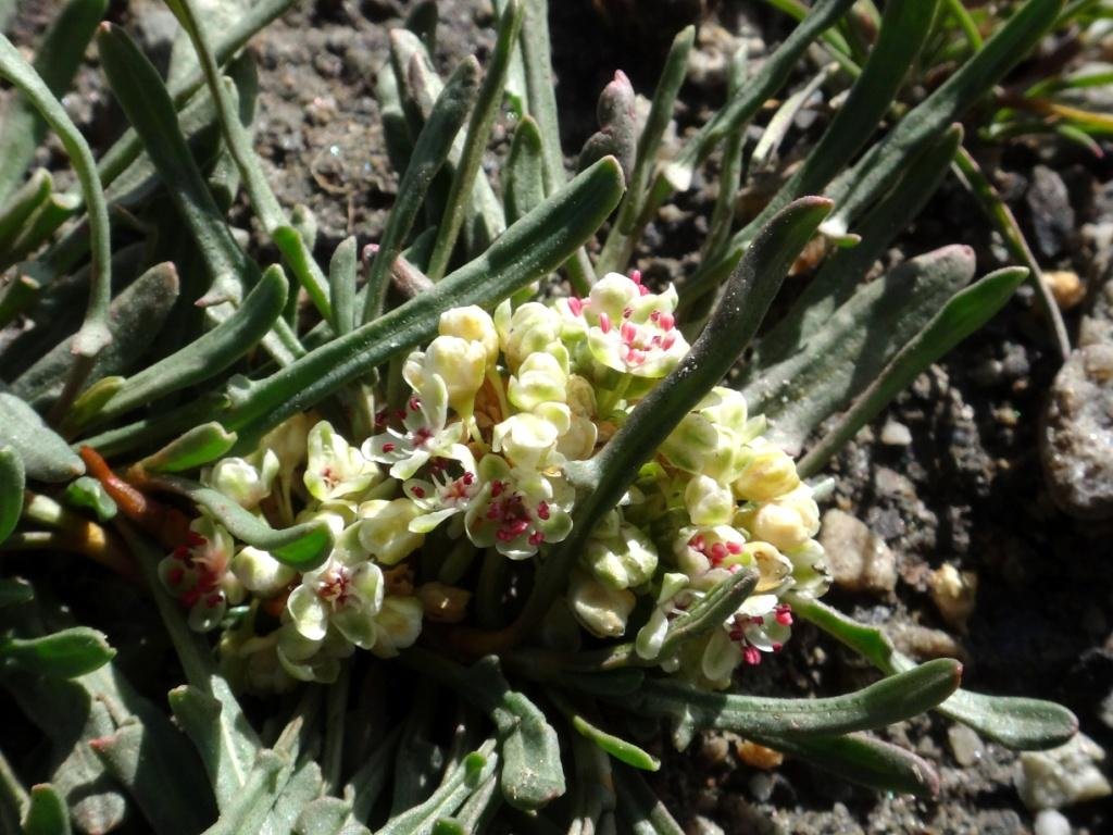 6-03-Polygonum sibiricum.JPG