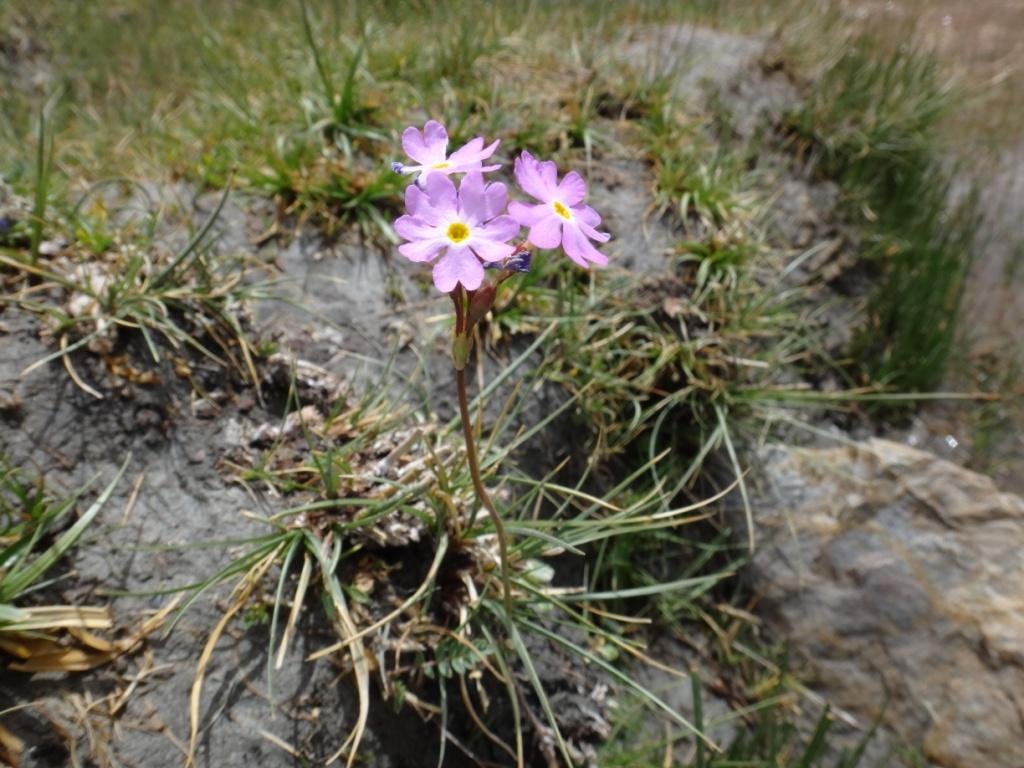 6-04-Primula tibetica.JPG