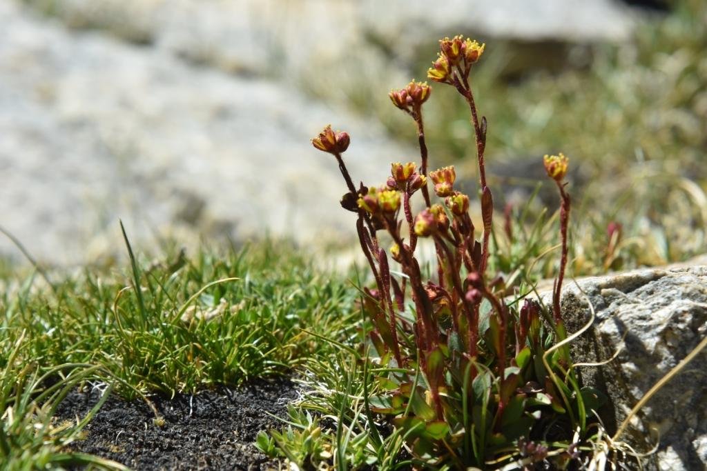 6-08-Saxifraga hircutus.JPG