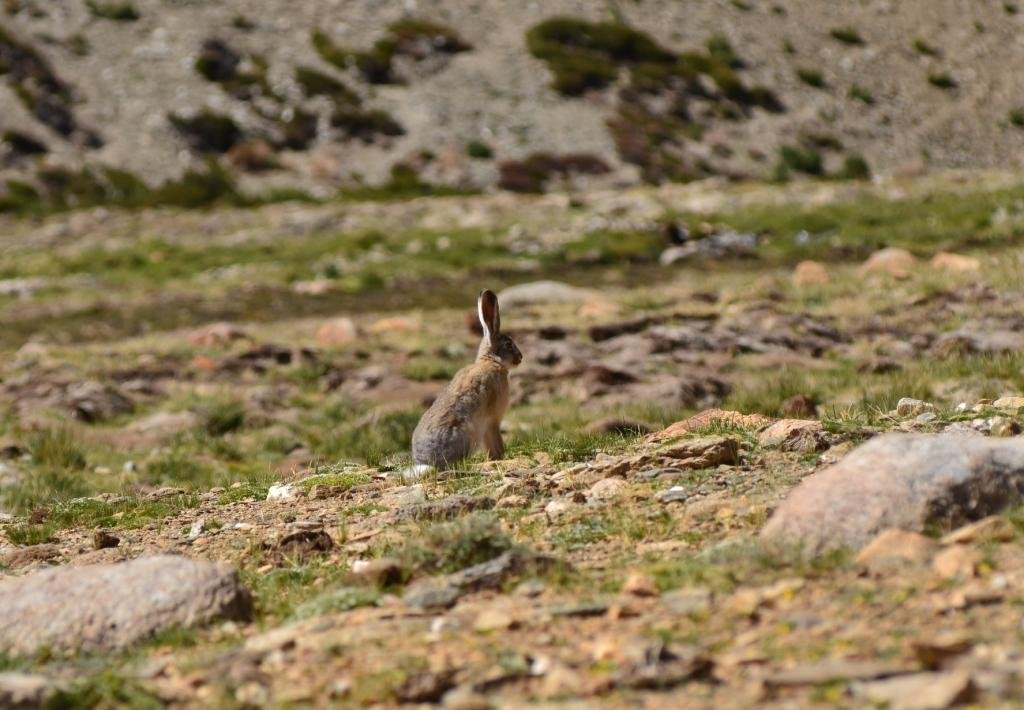 7-07-Lepus capensis.JPG