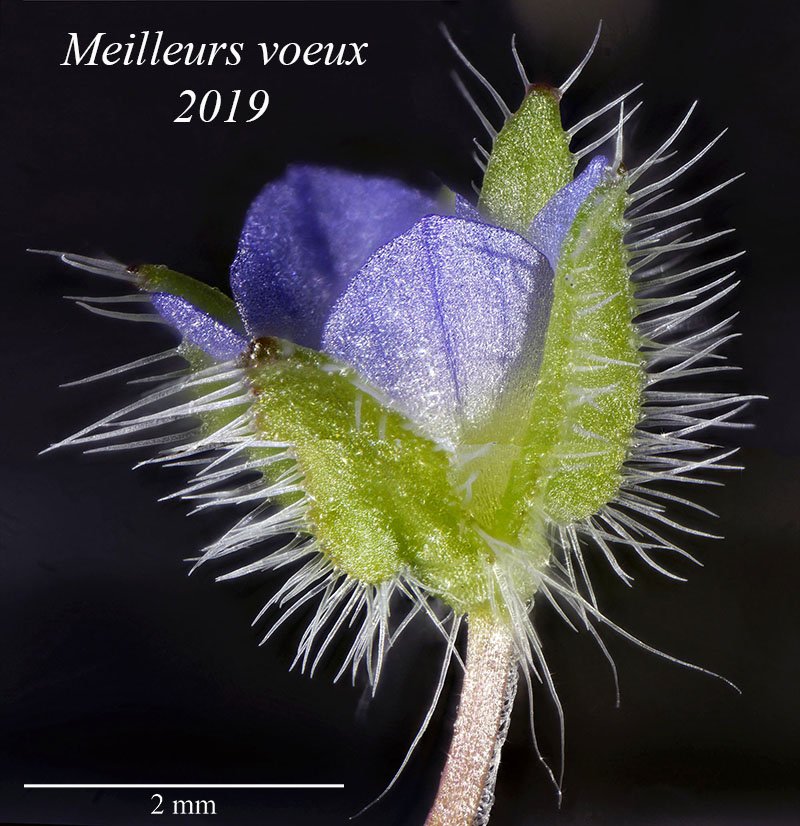 Voeux 2019-Veronica hederifolia-34b 55_stitch-LG.jpg