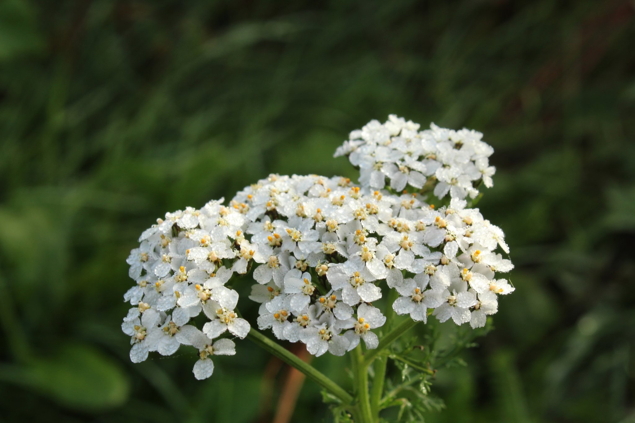 Achillea millefolium - Fleurs 01.JPG