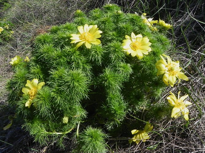 Adonis vernalis (Valais)