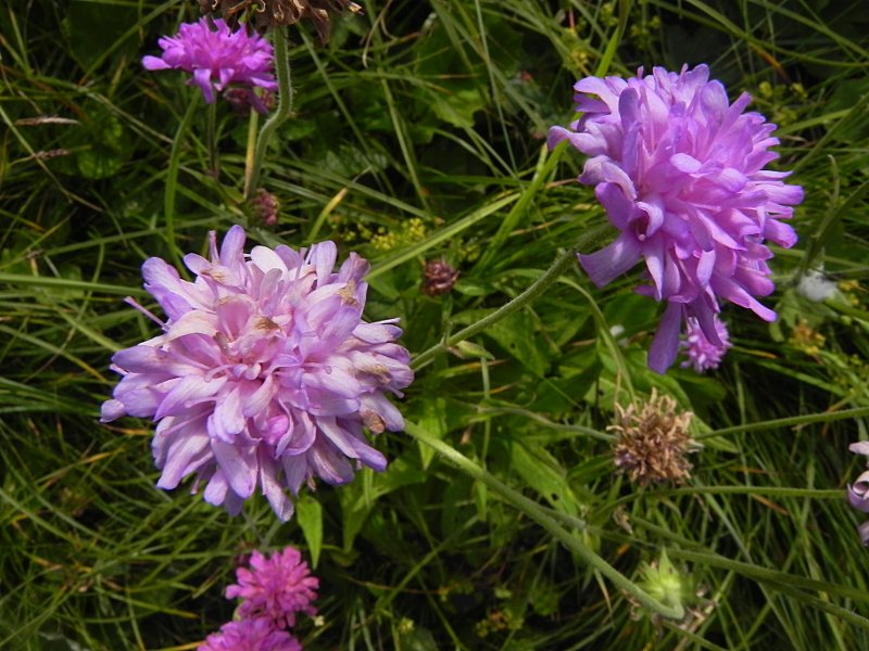 DSCN7964b.JPG