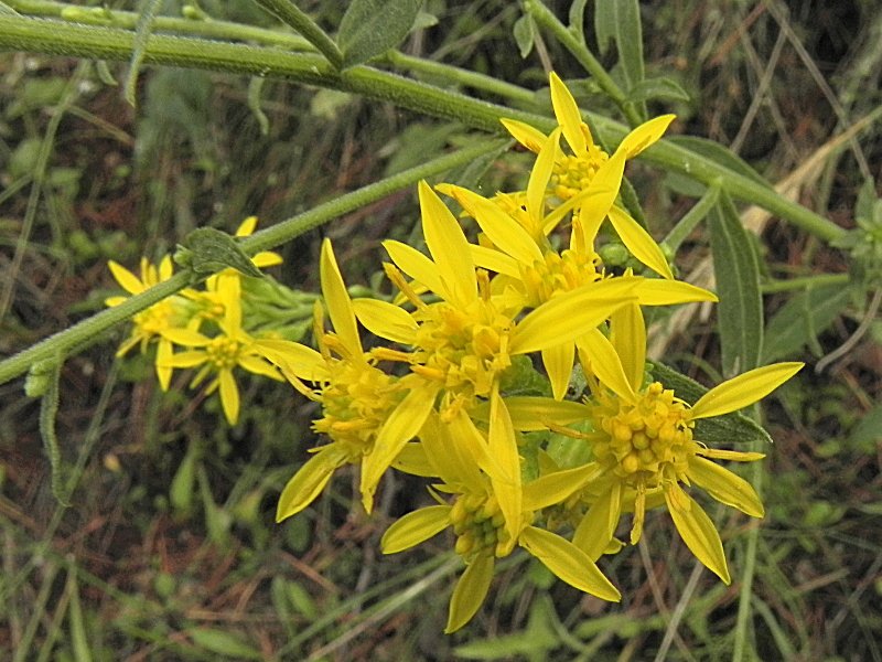 DSCN6879b.JPG