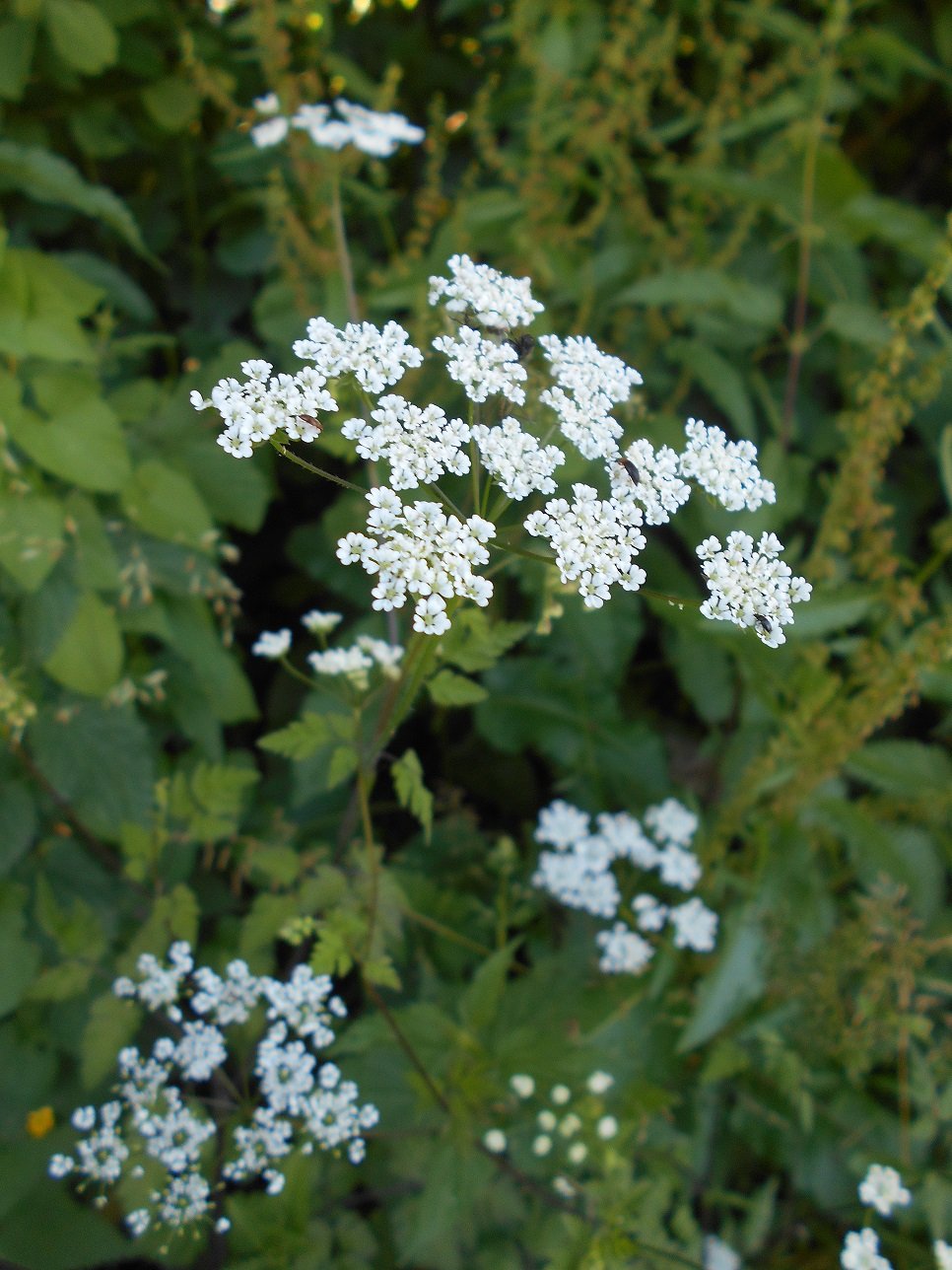 L'anthrisque commun (Anthriscus caucalis)