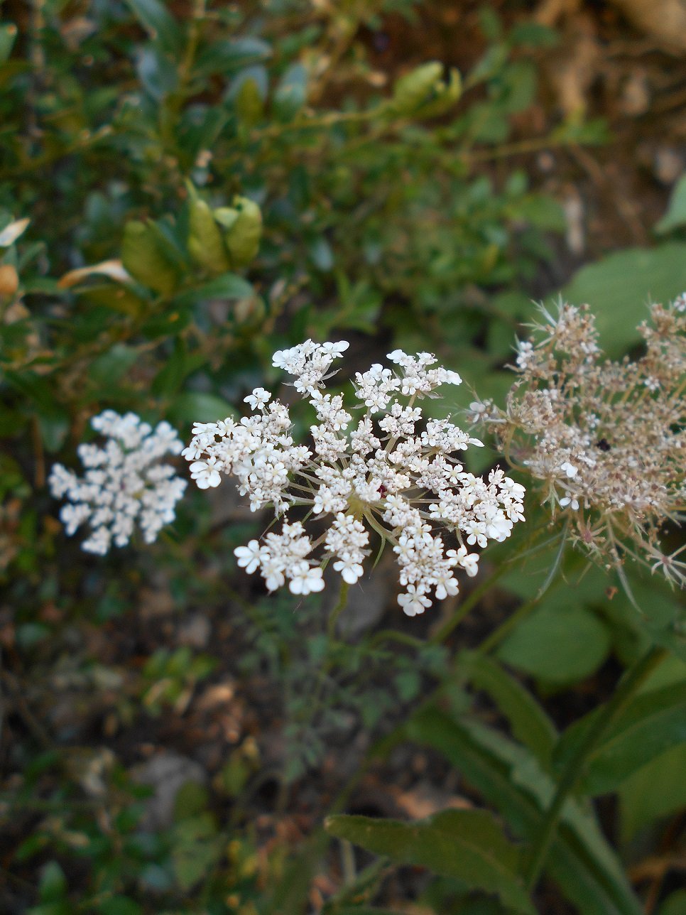 Carotte sauvage (Daucus carota)