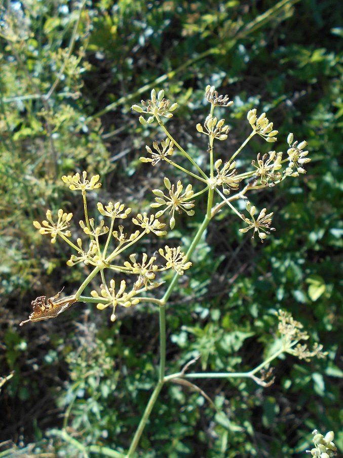Fenouil commun (Foeniculum vulgare).JPG