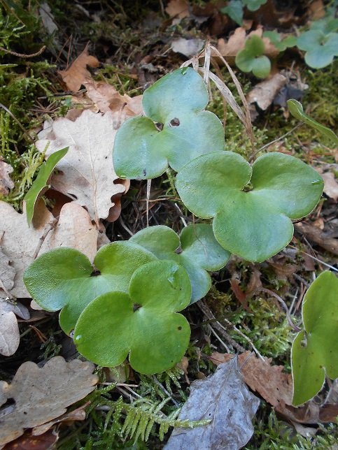 Anémone hépatique feuilles (Hepatica nobilis).JPG