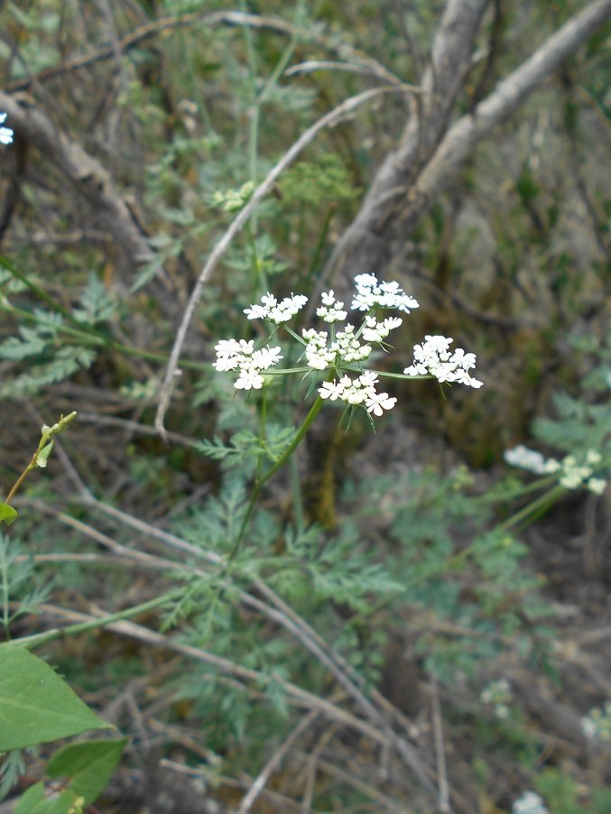 Cigüe des jardins (DOUTE).JPG