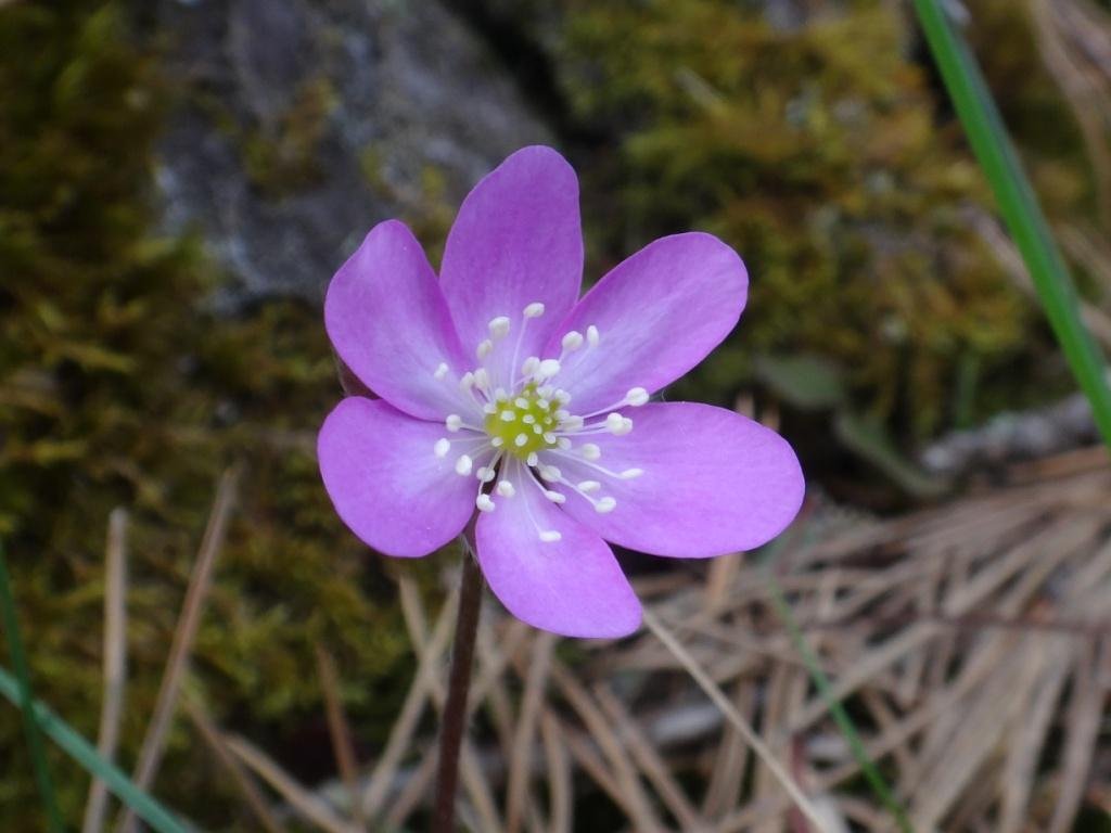 Hepatica nobilis-Hépatique à trois lobes 28b.jpg