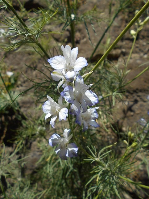 Dauphinelle cultivée (DOUTE) - Copie.JPG