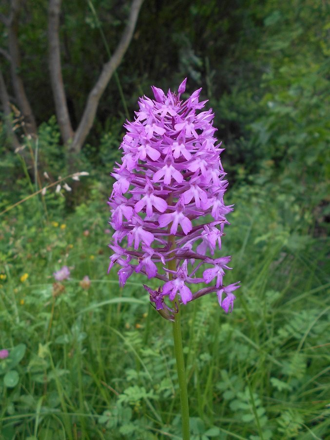 Orchis pyramidal ou Orchidée sauvage (Anacamptis pyramidalis).jpg