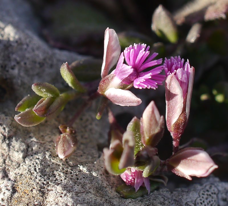 Polygala rupestris-3d-LeucatePh-24 03 2019-LG.jpg